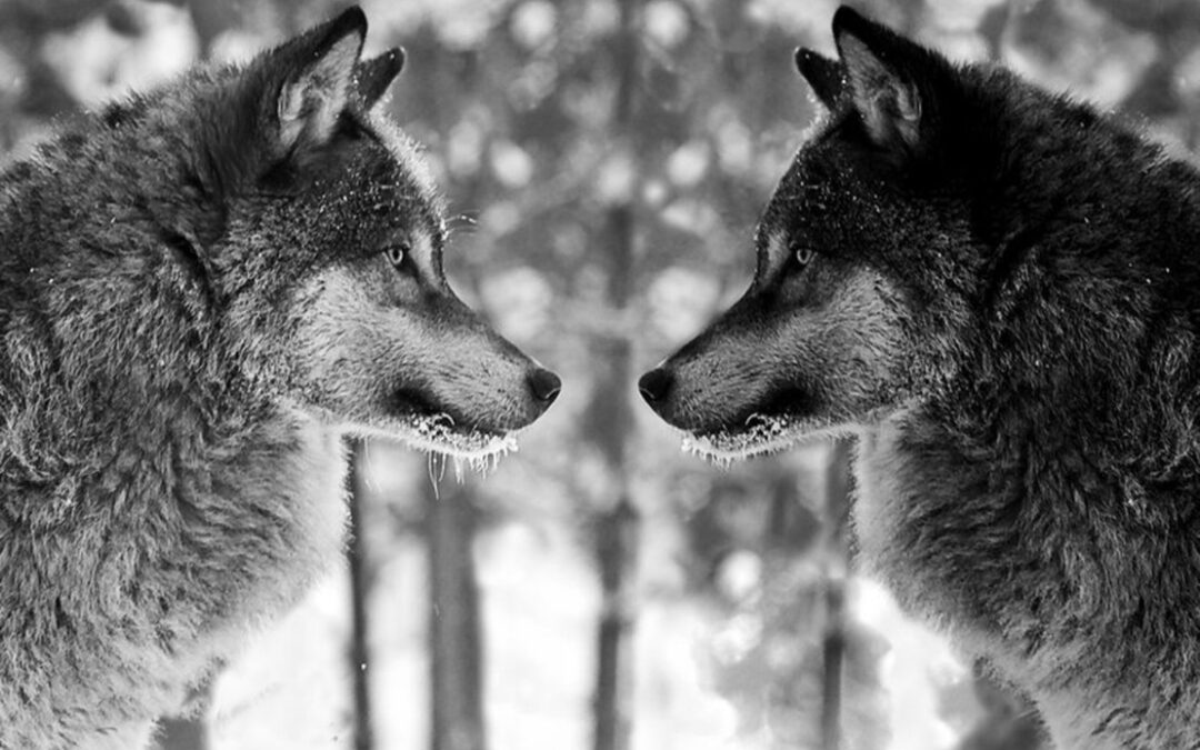 Twee wolven